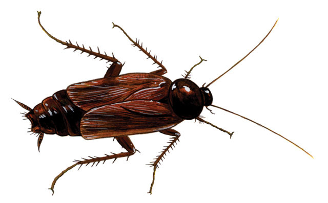 Kecoak Orientalis