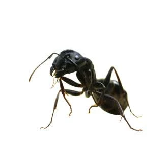 Semut Hitam