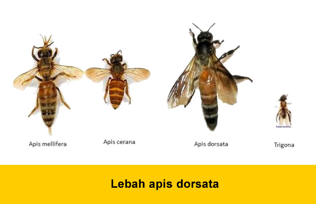 Lebah Kapulaga