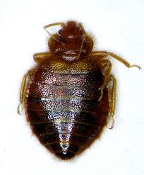 Cimex
