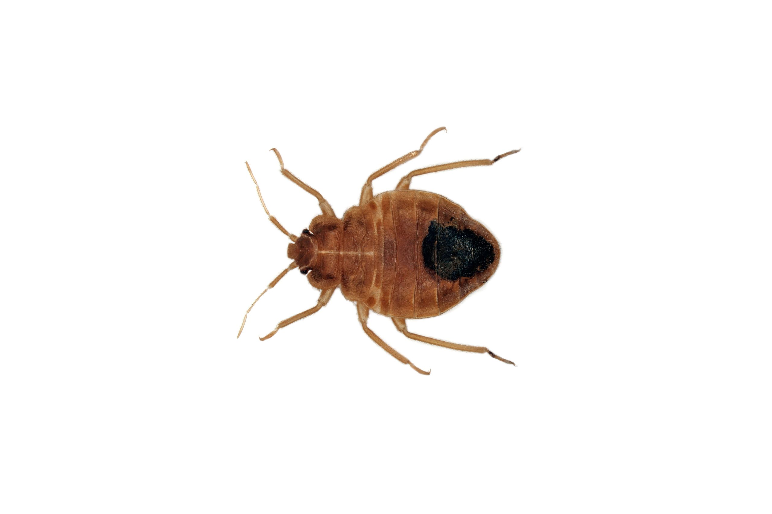 Leptocimex