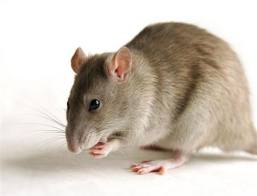 Tikus Lumpur