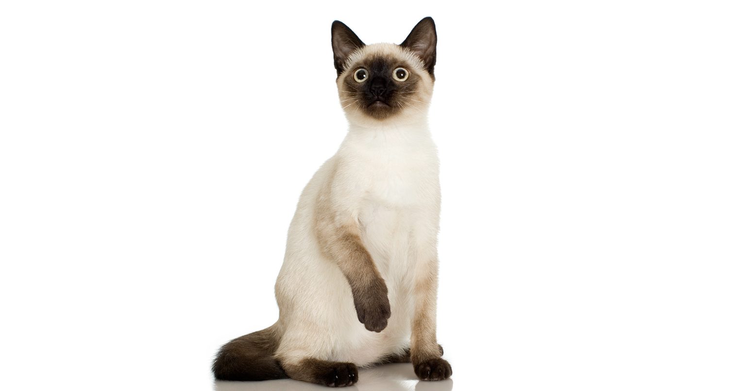 Siamese