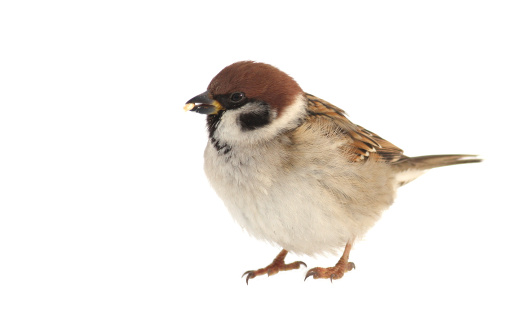 Burung Pipit