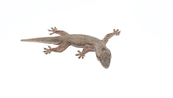 Cicak Kecil