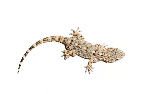 Cicak Buaya