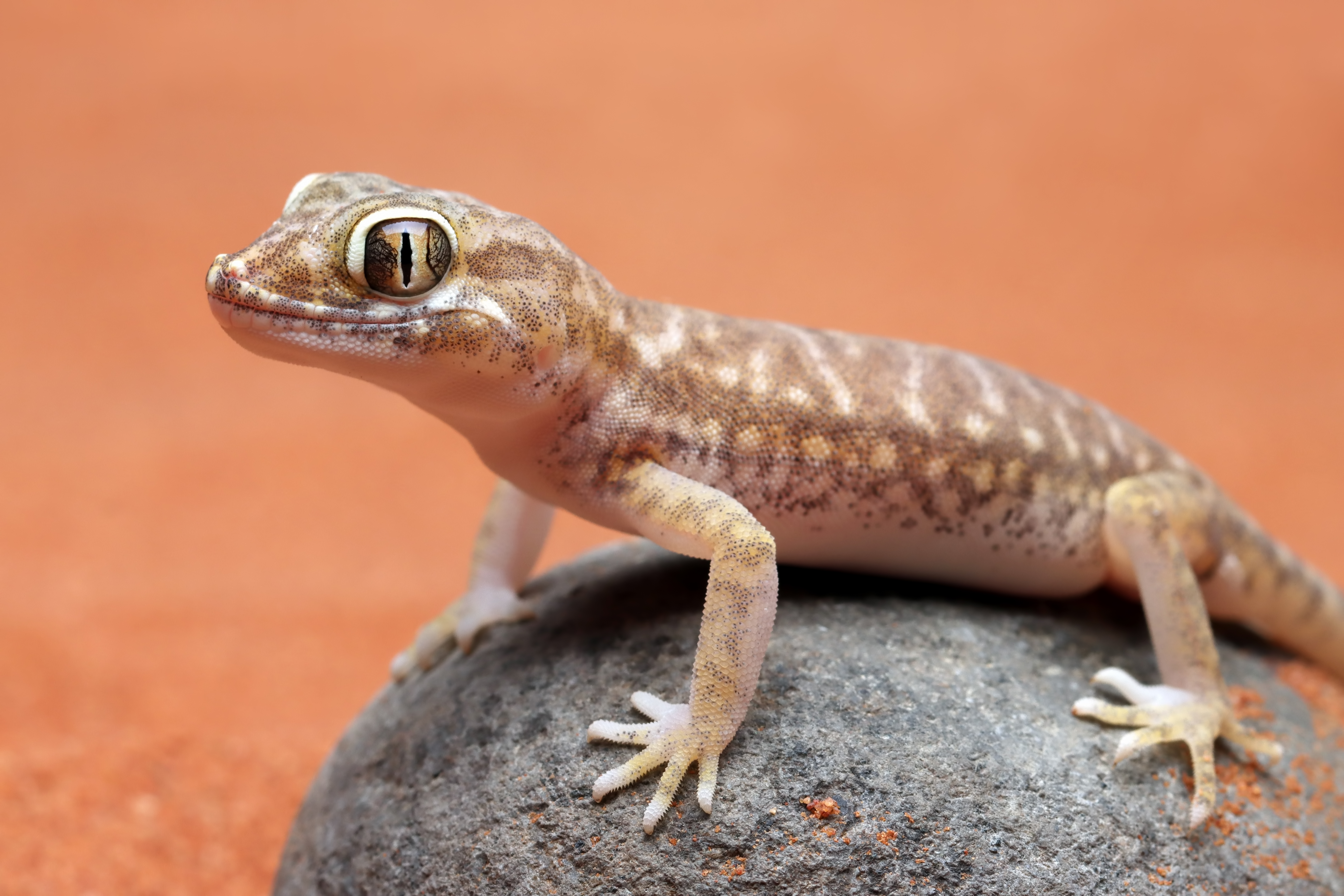 Cicak