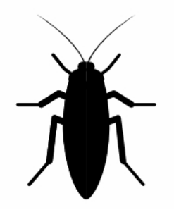 Kecoak