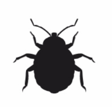 Bed Bugs