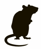 Tikus